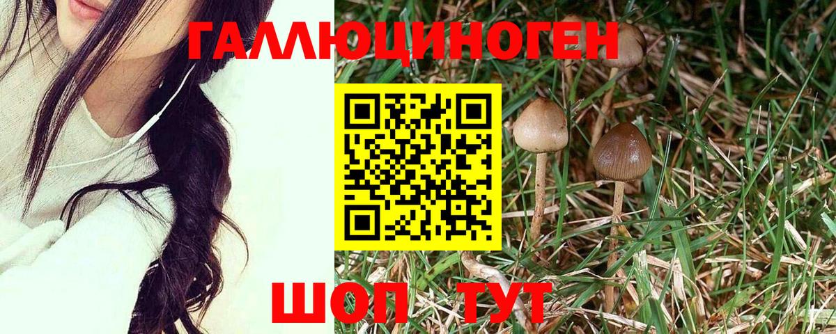 Галлюциногенные грибы мицелий  Галлюциногенные грибы мицелий  Новоалтайск  Вход с VPN 